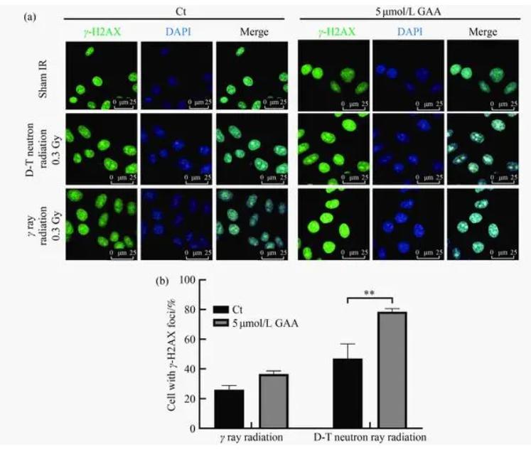 仓鼠会控制体重吗,仓鼠有免疫细胞吗