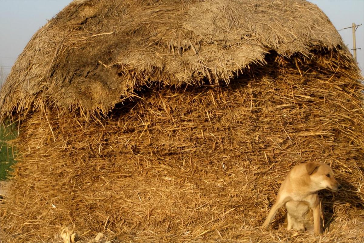 日军侵华兽行,日军当着国军的面杀俘虏