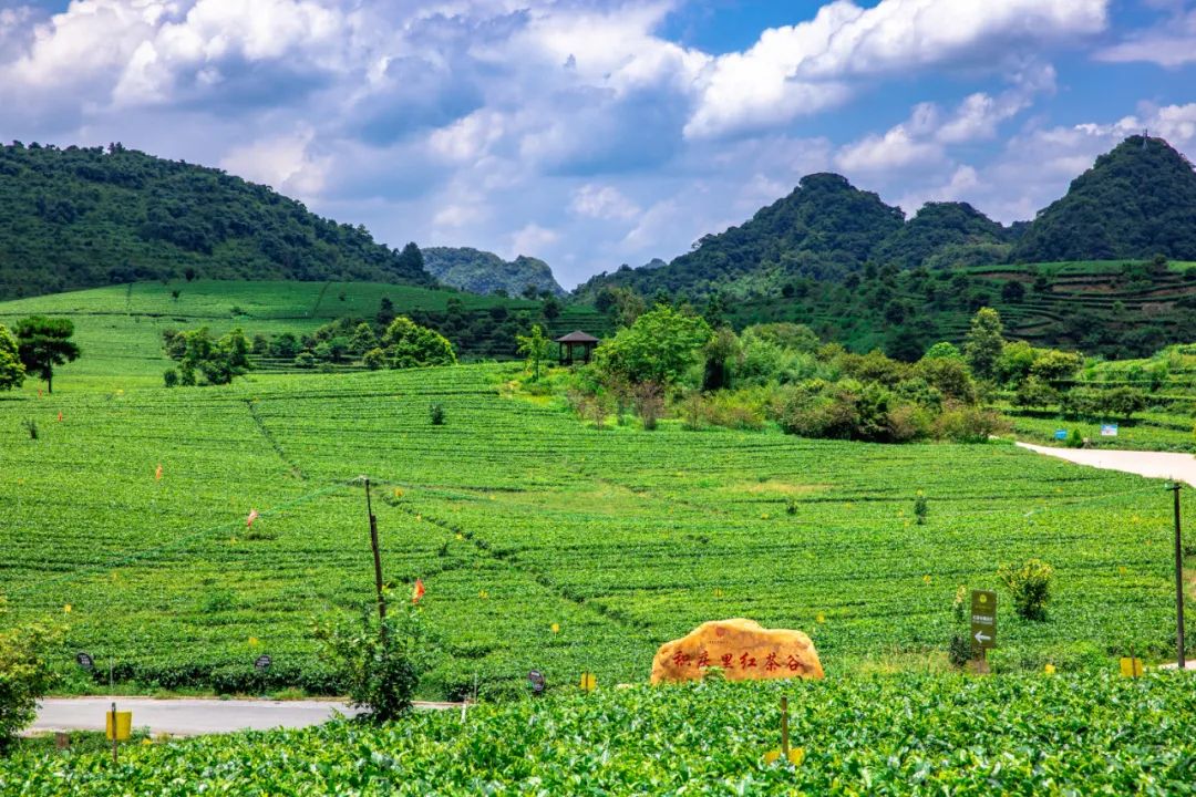 樱花烂漫，没有人会拒绝的粉色浪漫！