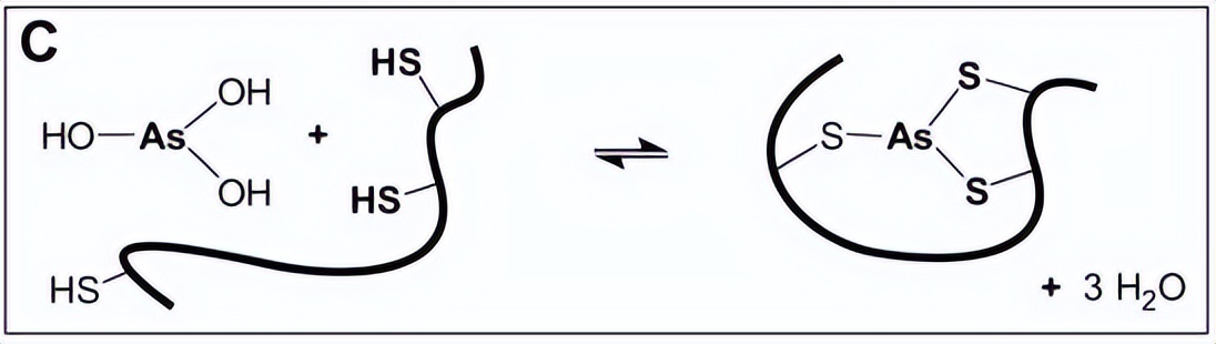 探究砷（III）物质在体外抑制氧化蛋白折叠应用