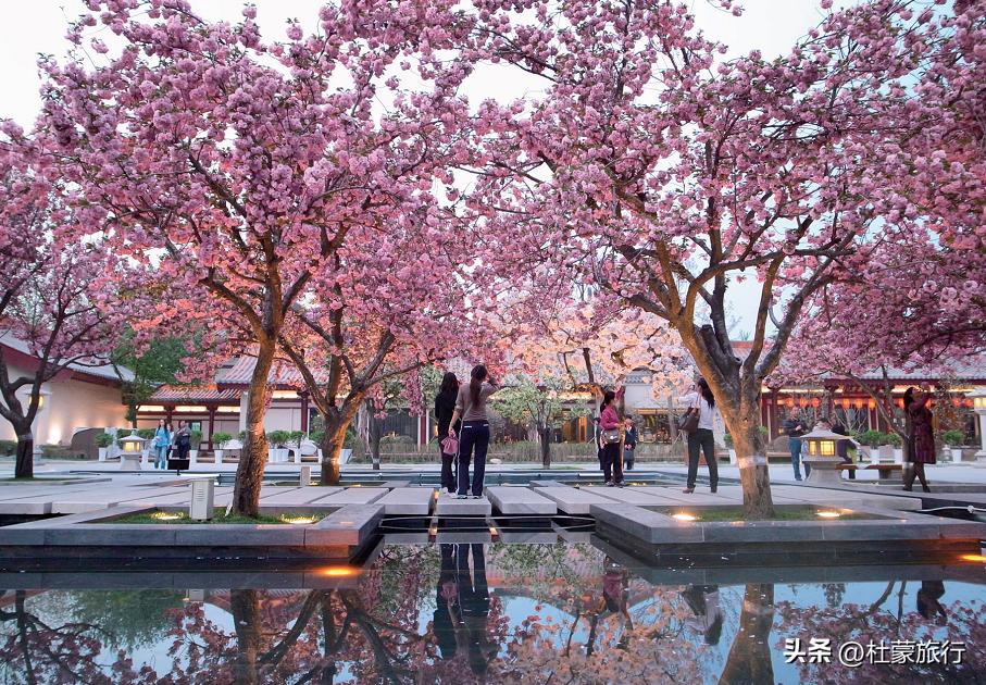 西安有什么好看的樱花景点,西安樱花最佳观赏地点