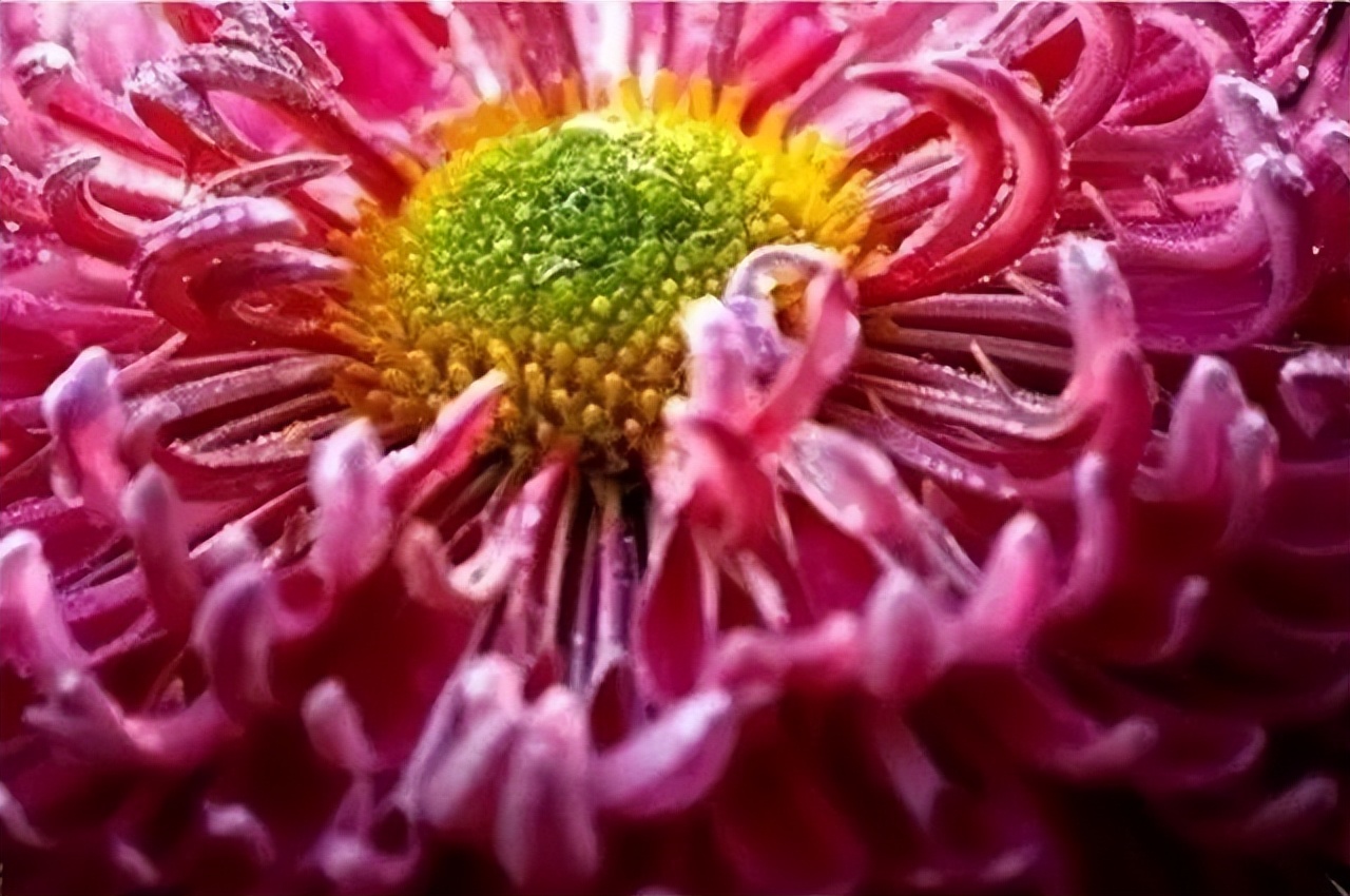 秋花诗词50首,金秋秋菊50种名菊