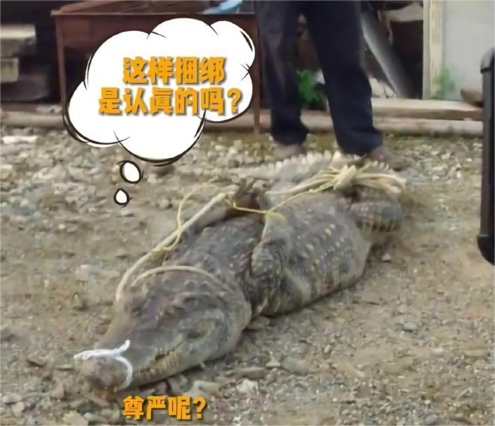 养鳄鱼差点被咬到,养殖鳄鱼长大了会咬主人吗