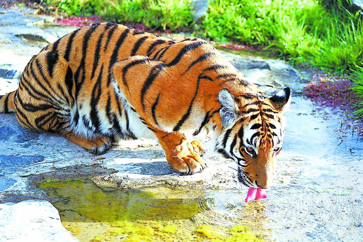 两只华南虎已能野外捕食,广东计划“放虎归山”,就不怕伤人?