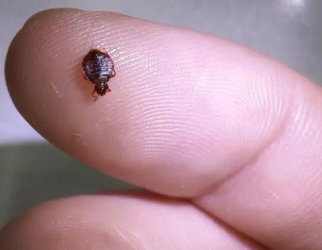 被臭虫爬过的被子能盖吗,臭虫爬过的被子带回家会繁殖吗