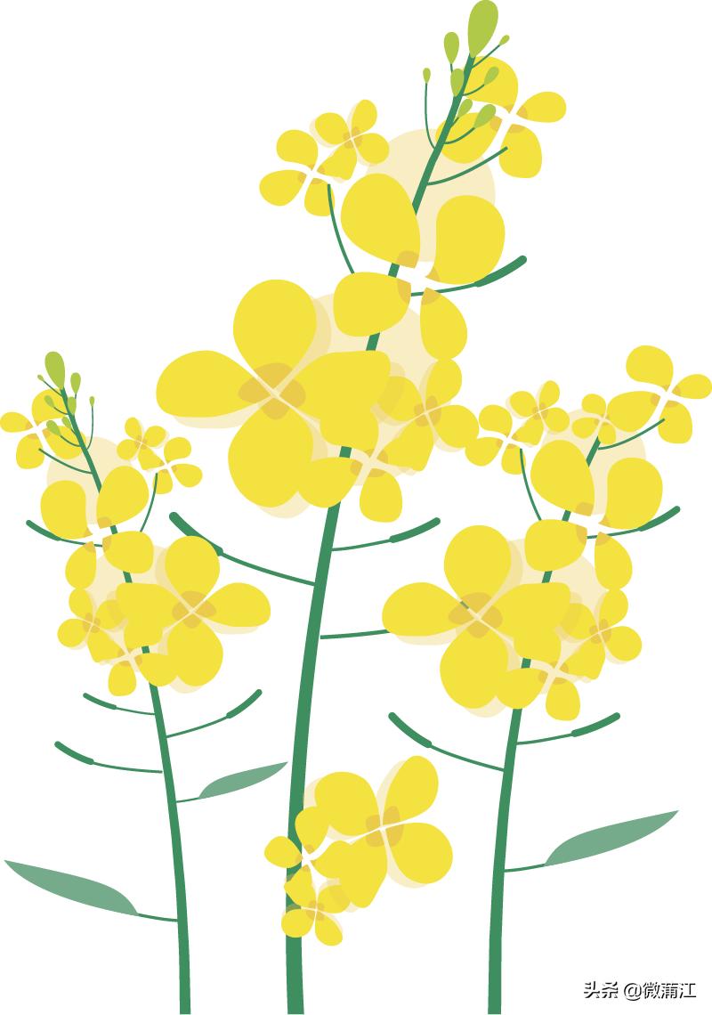 【新蒲江人】成都蒲江县乡村规划师邓小玲：扎根基层10年做乡村和规划之间的“桥梁”