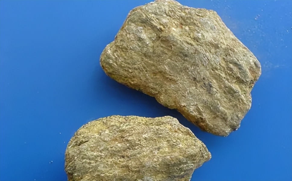 带你识别石斛,带你识别丁香