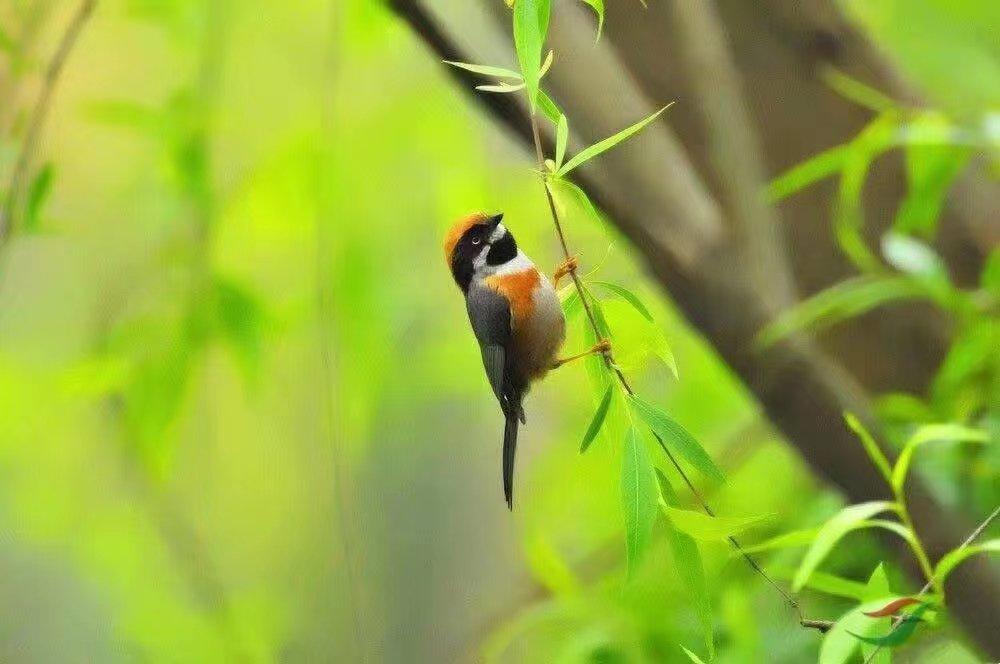 璇楅煹椋炴壃璇楄瘝澶у叏,璇楅煹椋炴壃鍘熷垱璇楄瘝