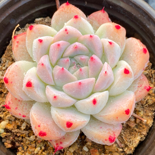 多肉乙女心虹之玉,多肉乙女心浆果虹之玉区别