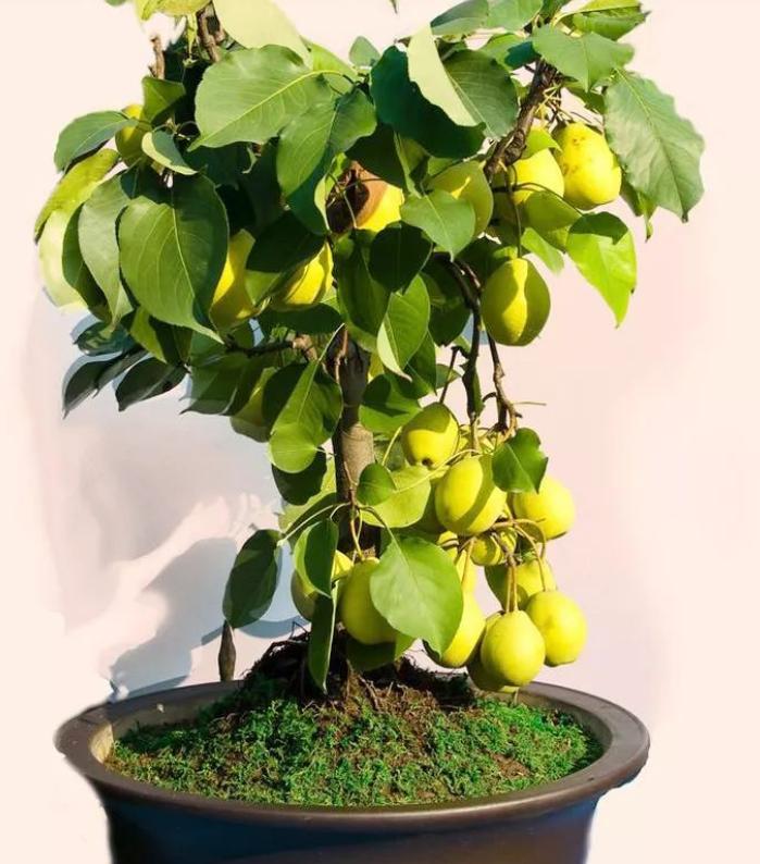 “客厅养树，十有九富”！老祖宗留下的“规矩”，说的太有道理了