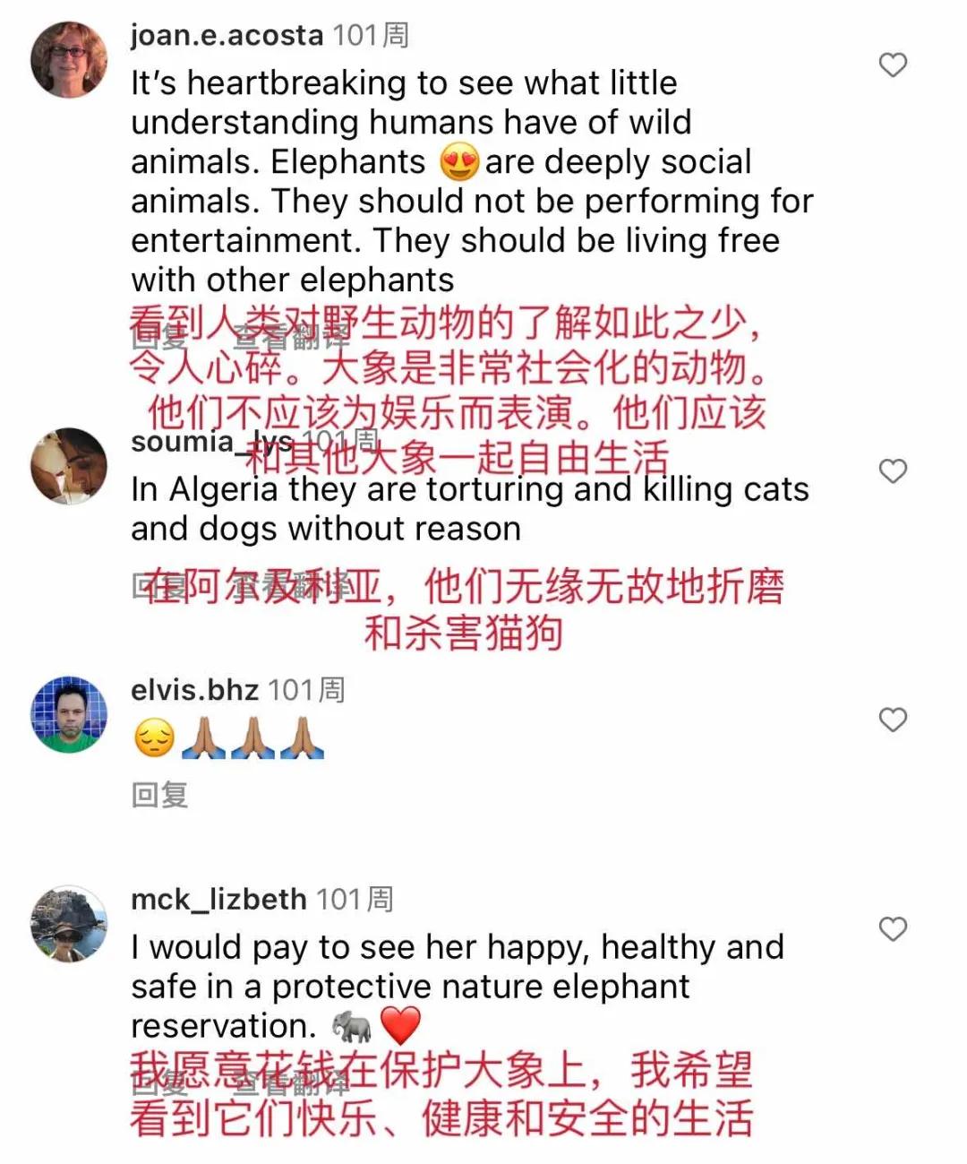 大象被铁链拴住,野象谷用针扎大象