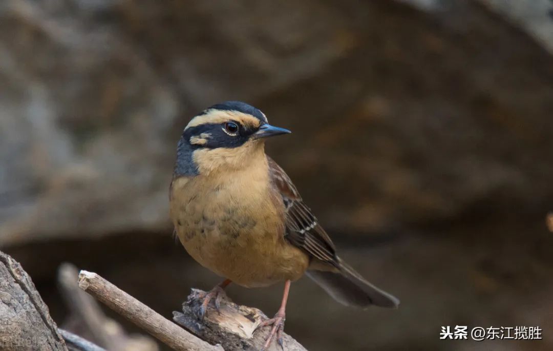 50张最佳鸟类摄影作品,鸟儿大全大图