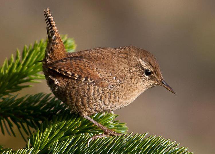 鸟儿大全高清图,高清珍稀鸟动态图片大全
