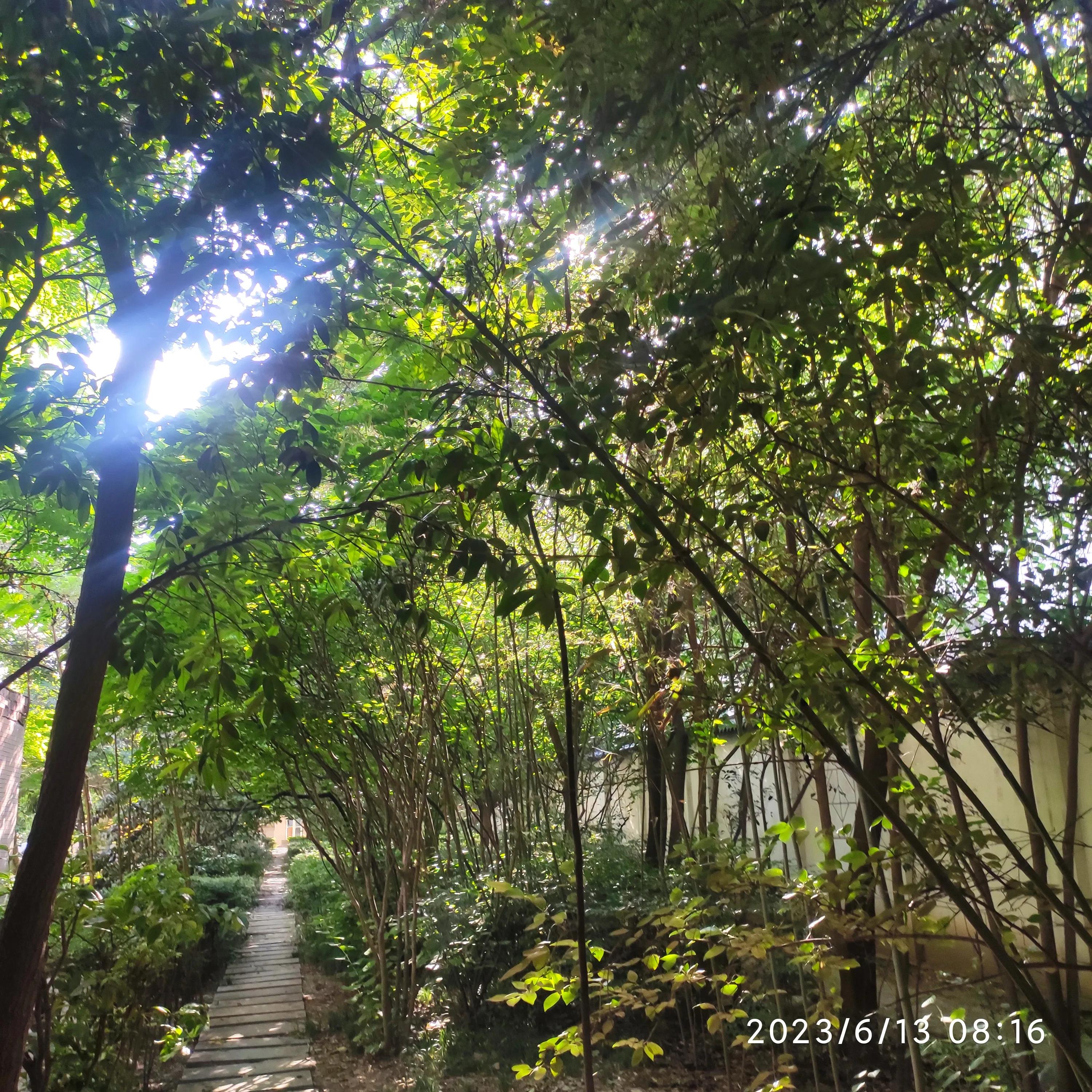 五律清明,五律雨后清晨诗