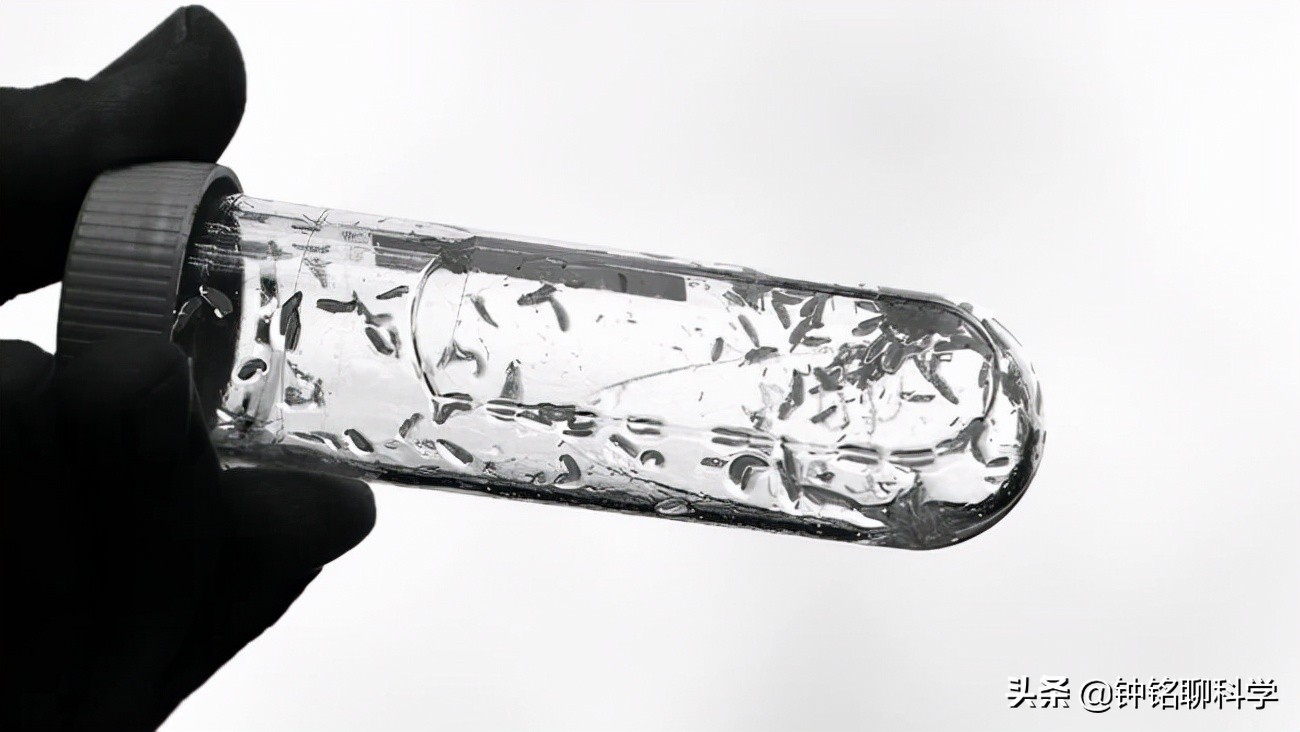 铔嗚櫕涓轰粈涔堣兘娌荤枟婧冪儌浼ゅ彛,铔嗚櫕鑳芥不鐤椾激鍙ｆ劅鏌撳悧