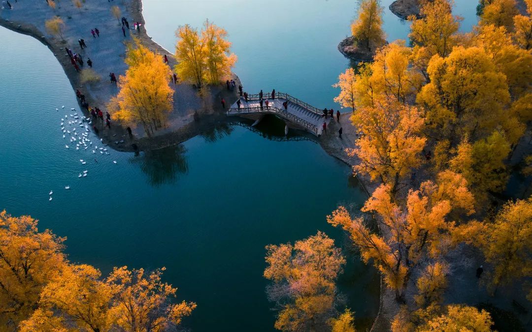 全世界仅存三处！一年只美21天！这场“黄金盛宴”，只因它而起