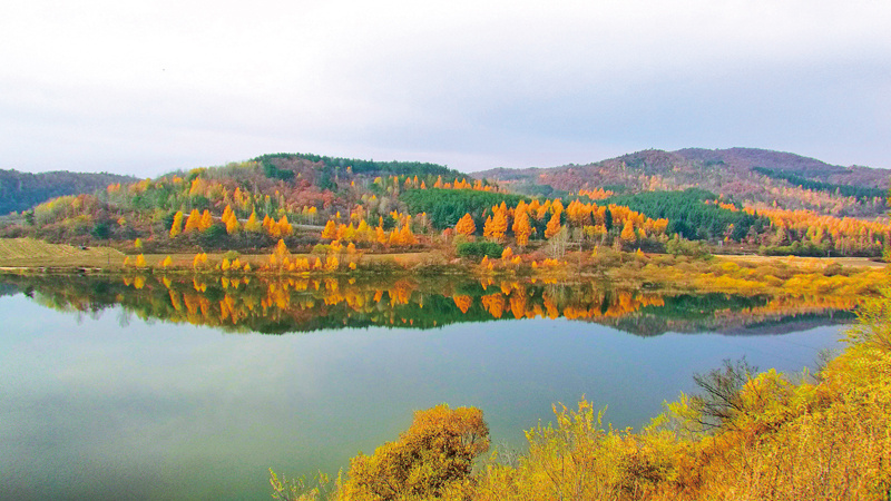 非凡十年林草建设的完美答卷