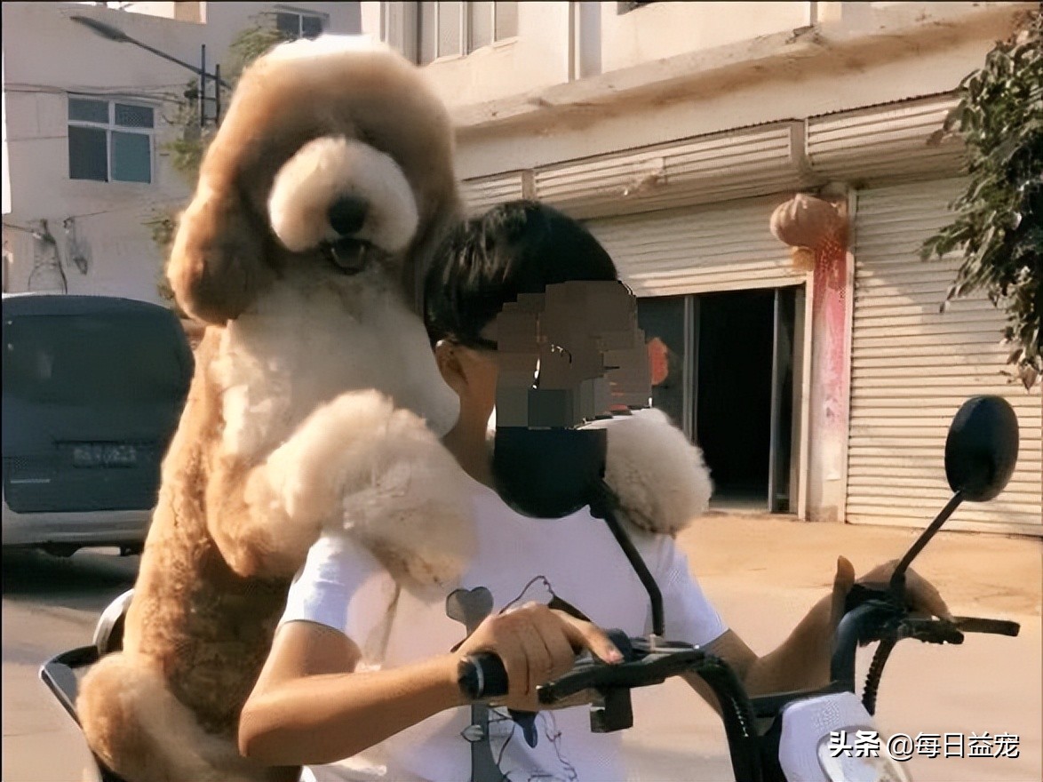 带巨型贵宾犬出门,巨型贵宾犬太调皮