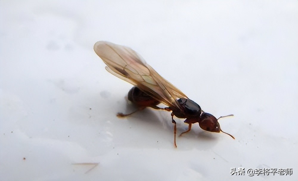 白蚁袭击刘畊宏,刘畊宏家里直播飞进白蚁