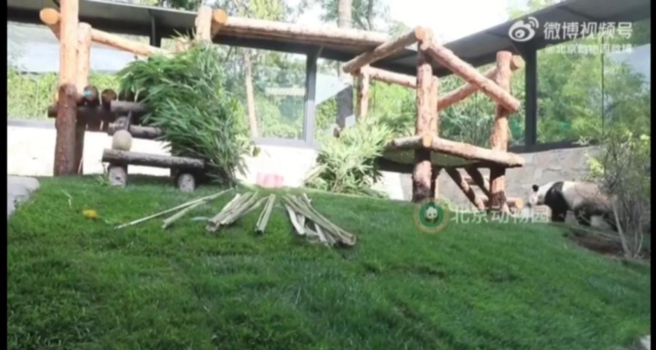 关于丫丫新视频,丫丫最新视频抓起竹子就开啃