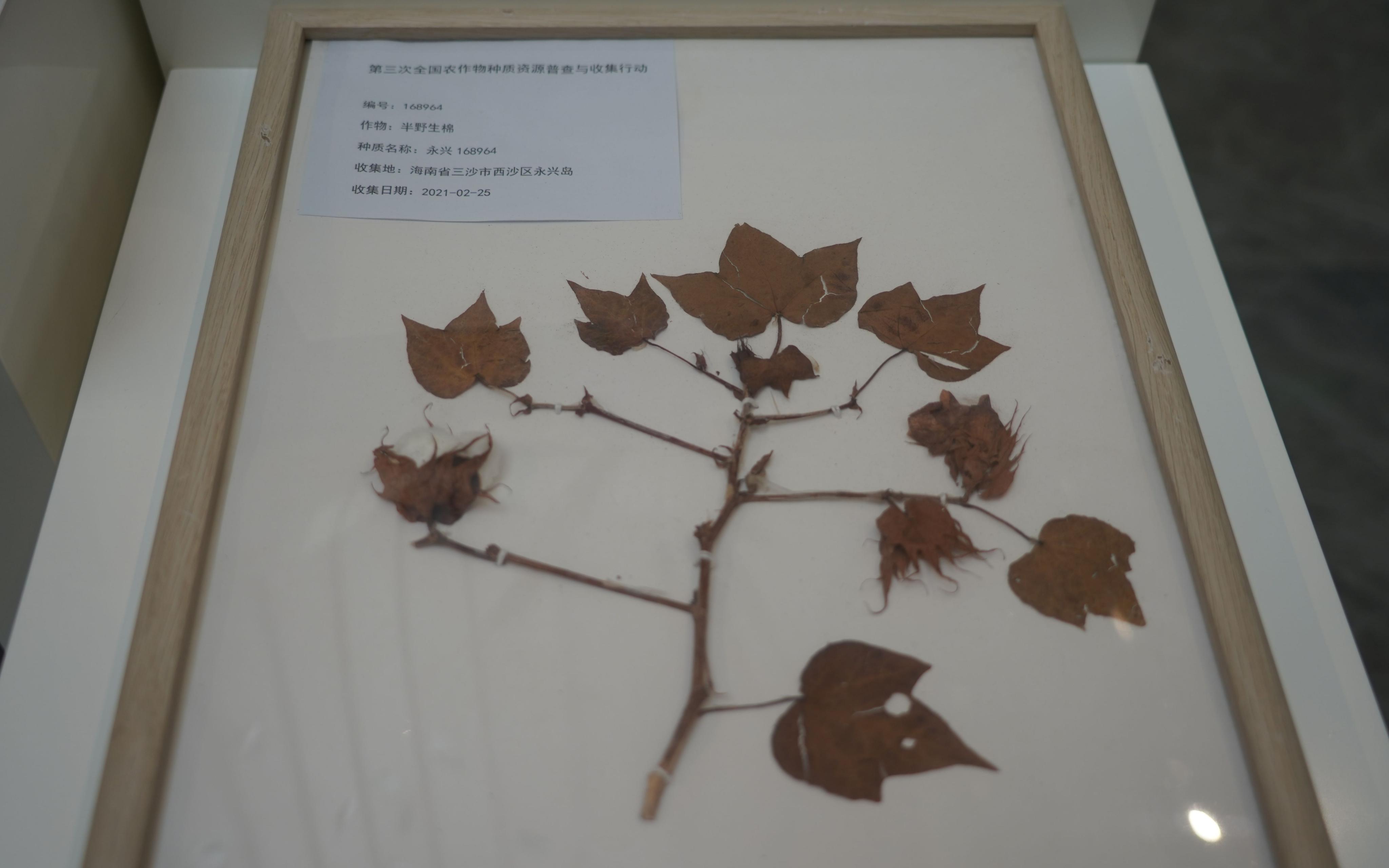 探访全球容量最大的作物“种子银行”种质库2.0是什么样的