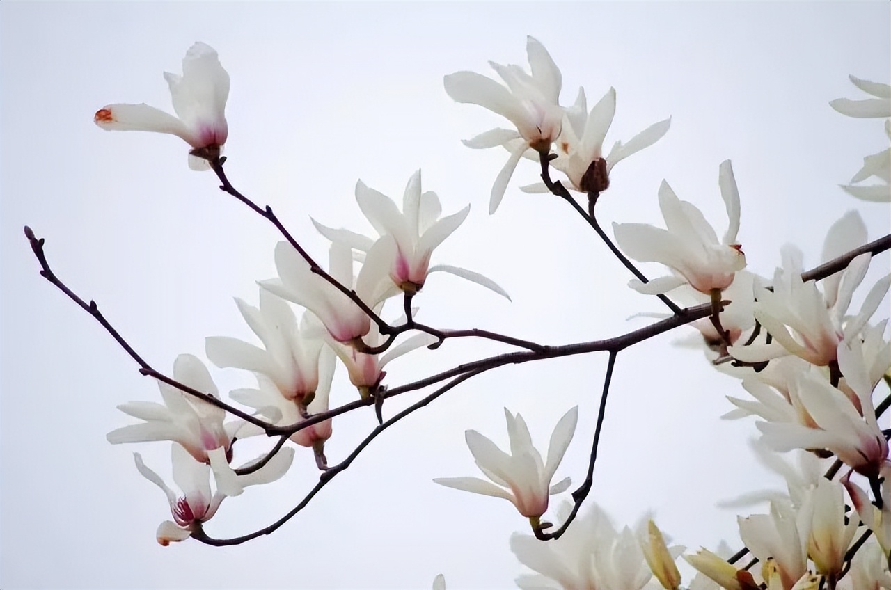 关于玉兰花最经典的诗句,玉兰花的诗句经典