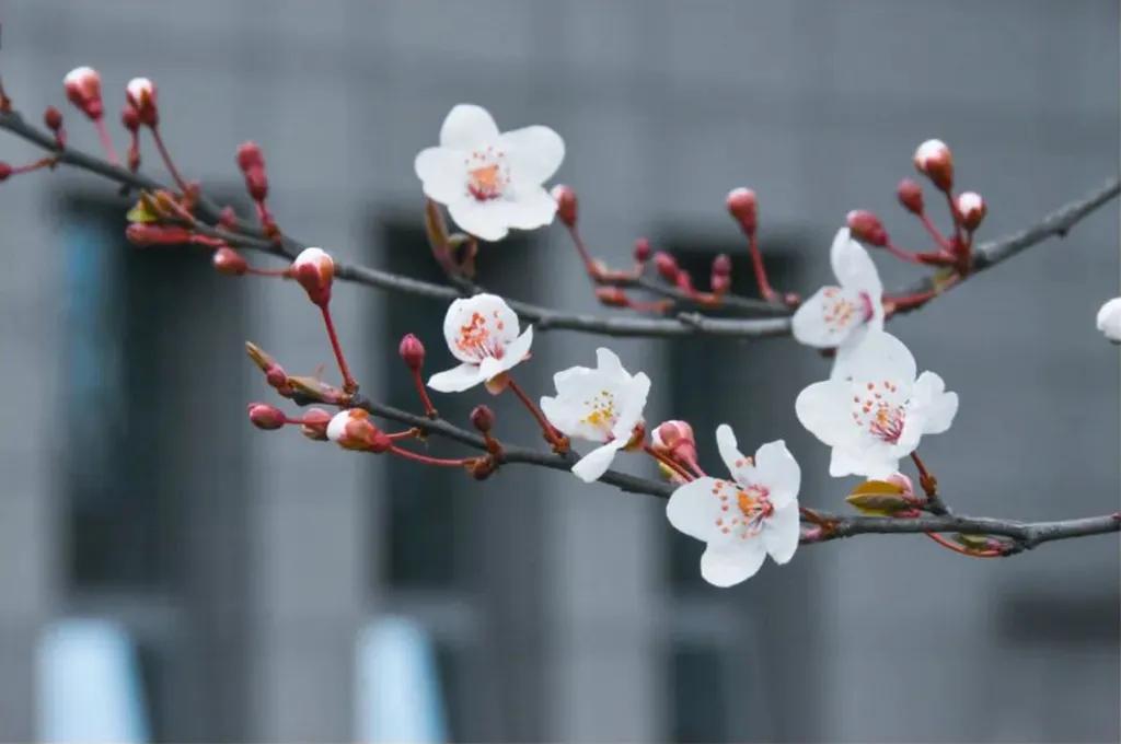 花开正好采撷春天赠予你