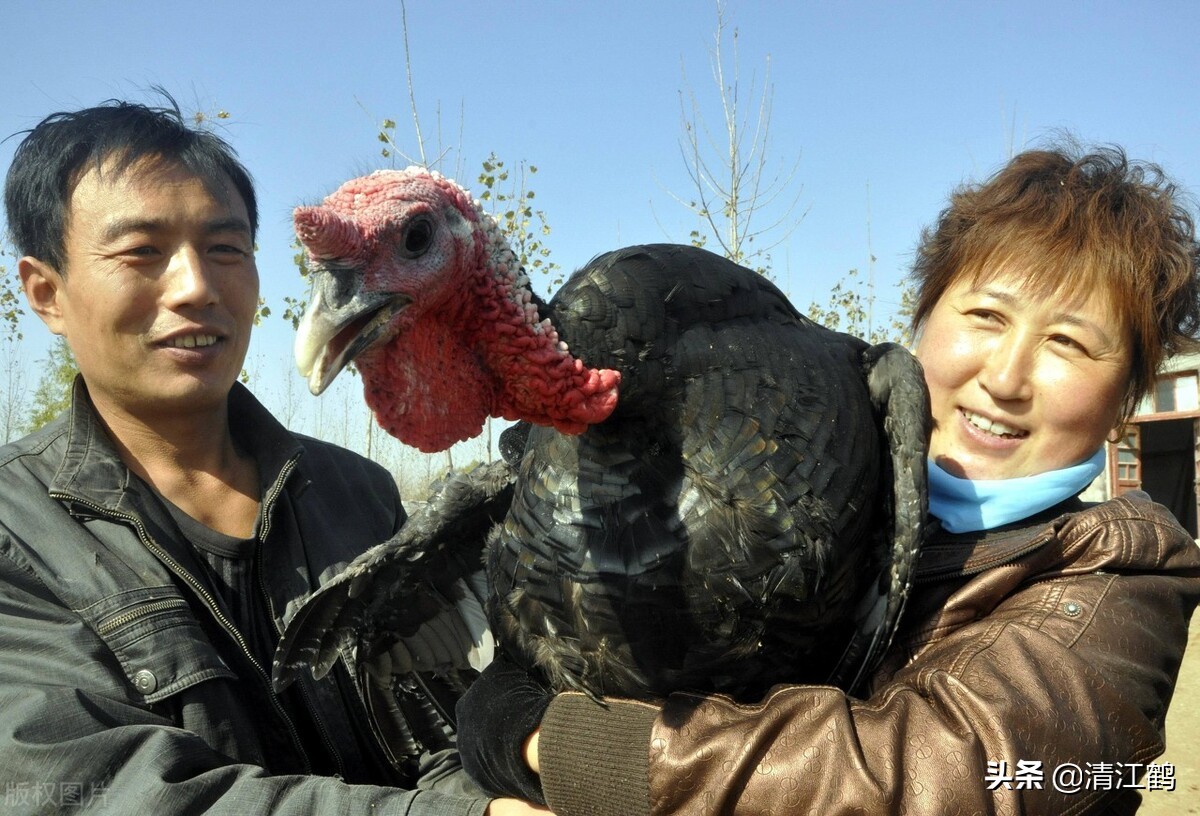 人工养殖速成鸡,人工养殖的鸡怎么速成