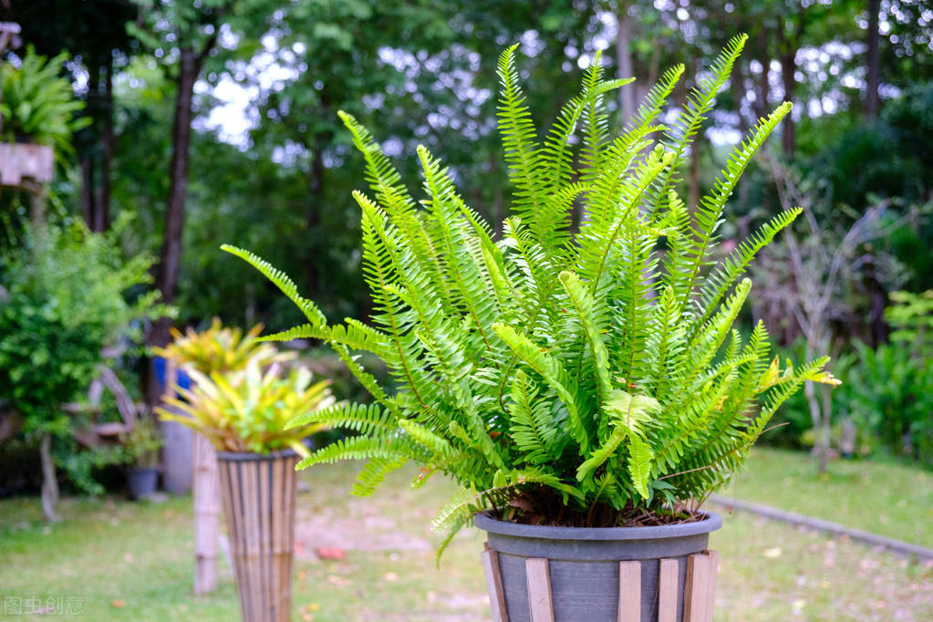 好养的植物小型图片和养殖方法,最好养的10种种植物