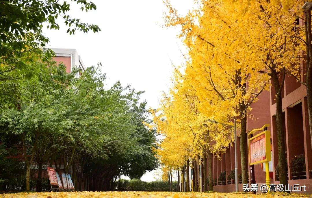电子科技大学实验中学招生人数,电子科技大学实验中学怎么样