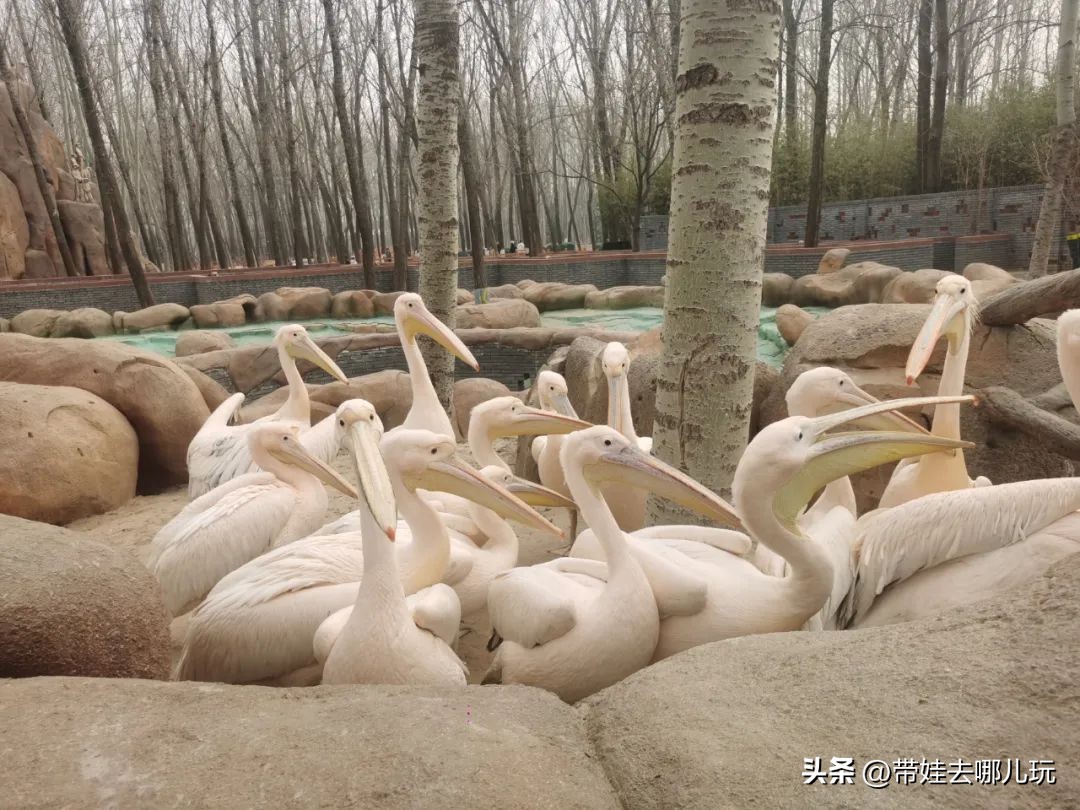 一天玩遍北京野生动物园,包场去鸟巢