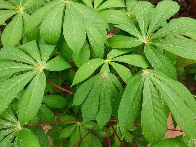 俗称“淀粉之王”，珍珠奶茶就有它，以前很常见，如今不多见了