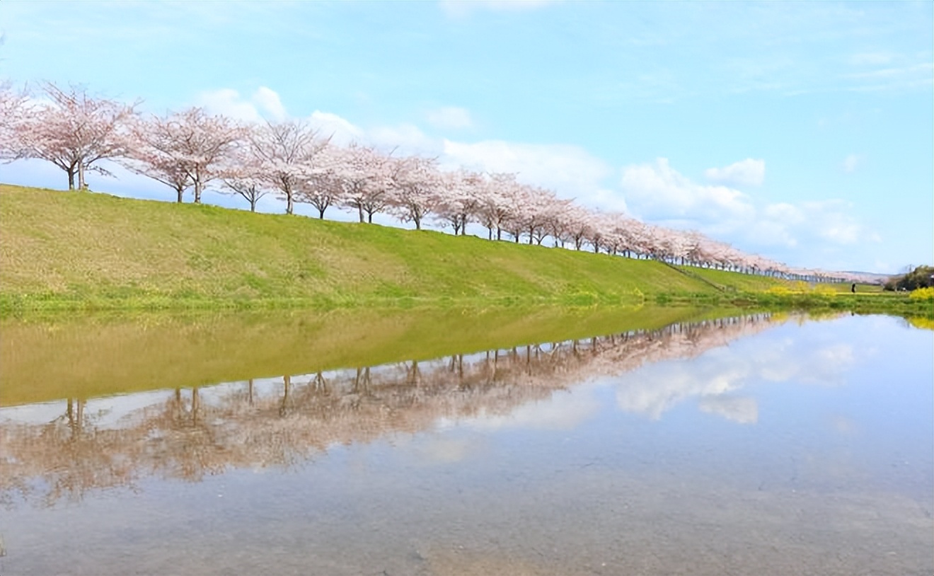 2023日本樱花观赏时间表,日本樱花什么时候观赏最好