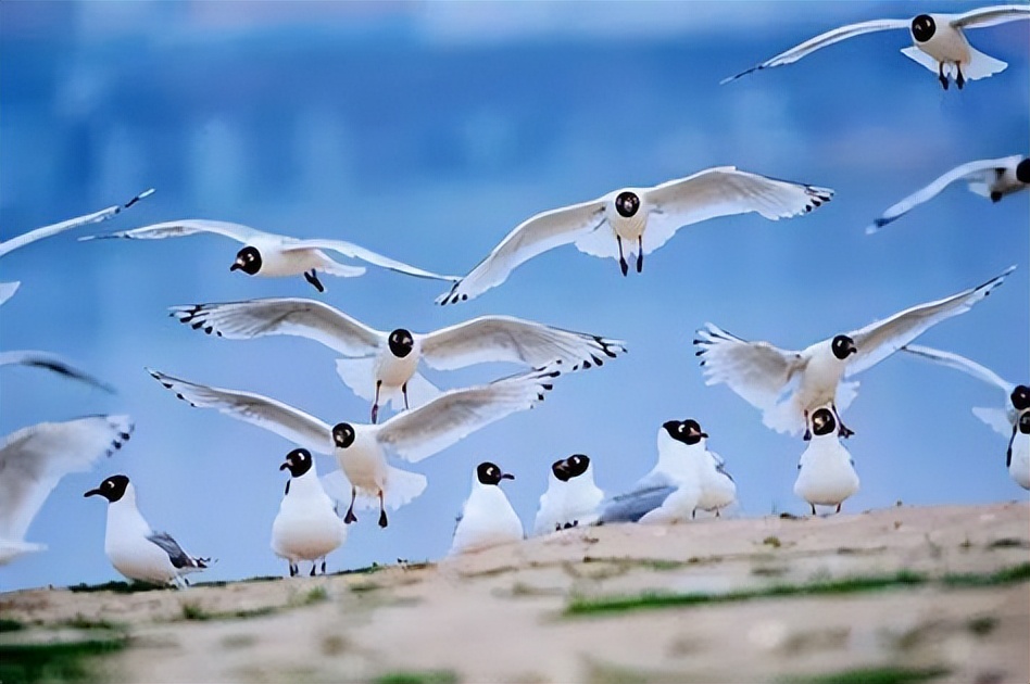 飞鸟全文及译文,飞鸟译文