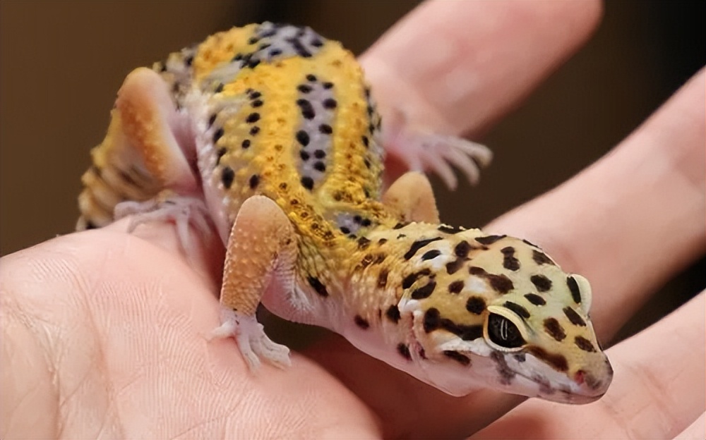 最大的五爪金龙蜥蜴,五爪金龙巨蜥蜴