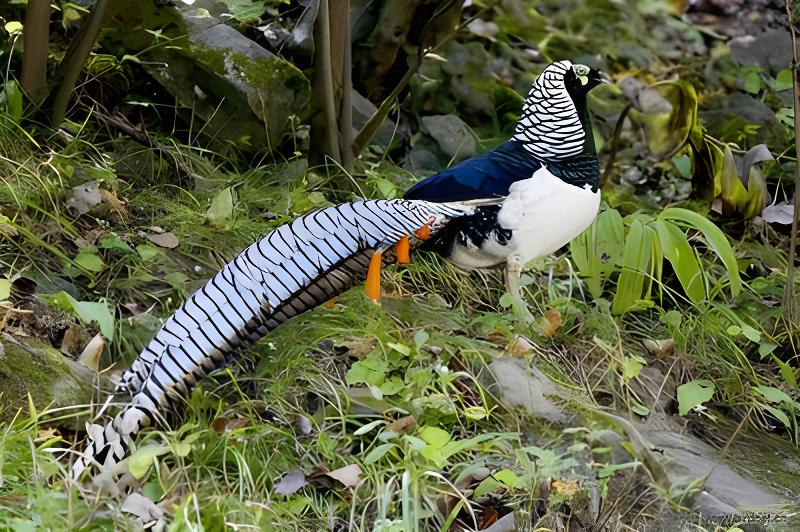 村民山上捡回6枚野鸡蛋孵化获刑,从野外捡来的野鸡蛋孵犯法吗