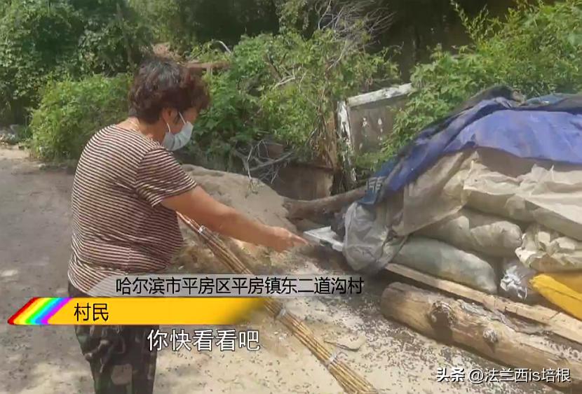 头皮发麻！哈尔滨一村子一夜之间，有毒黑虫爬满街道，咬人咋办？