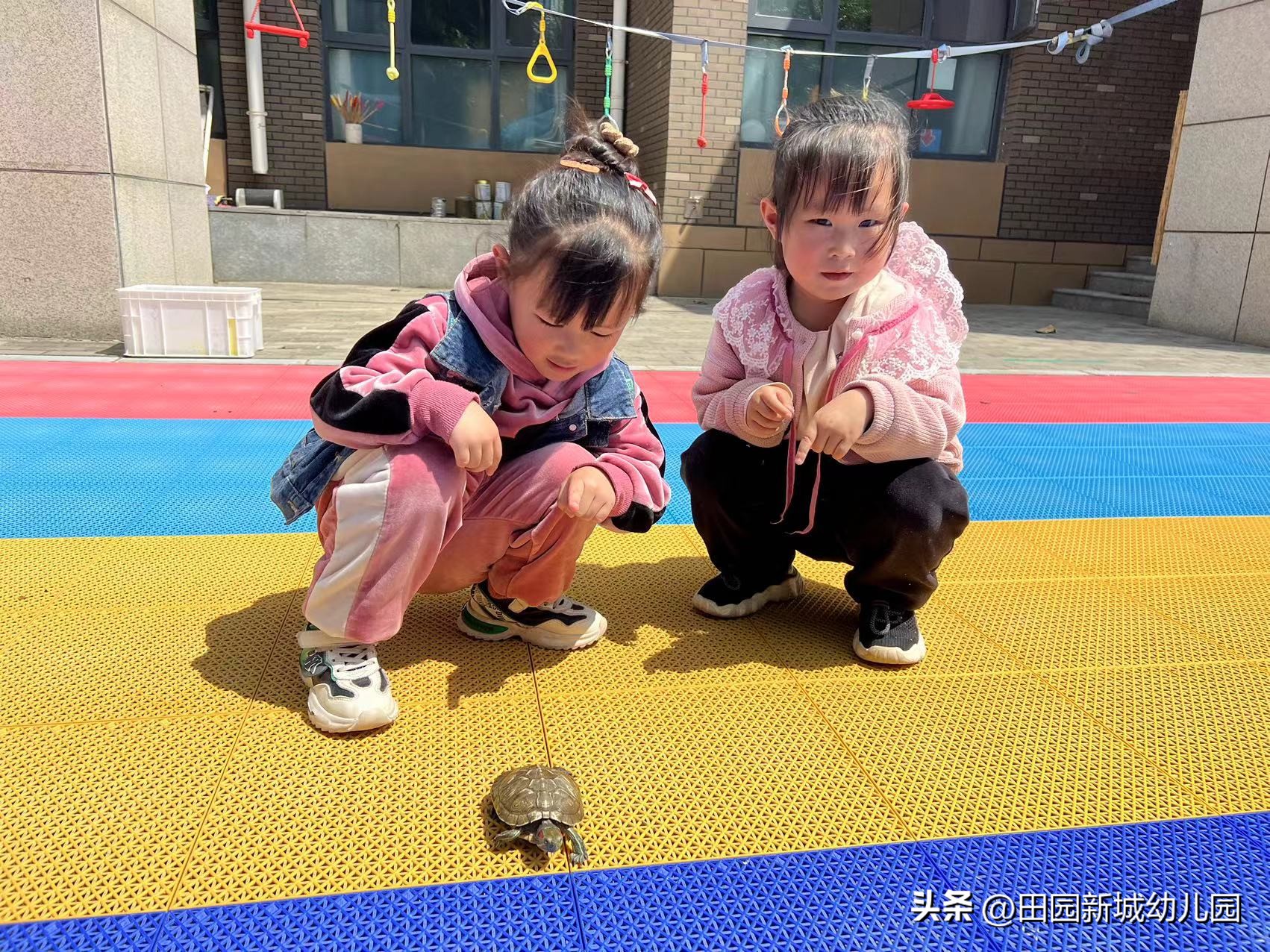 课程故事乌龟大班,嗨小鸭课程故事