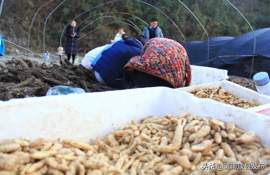 天麻种植产业园,发展天麻种植产业