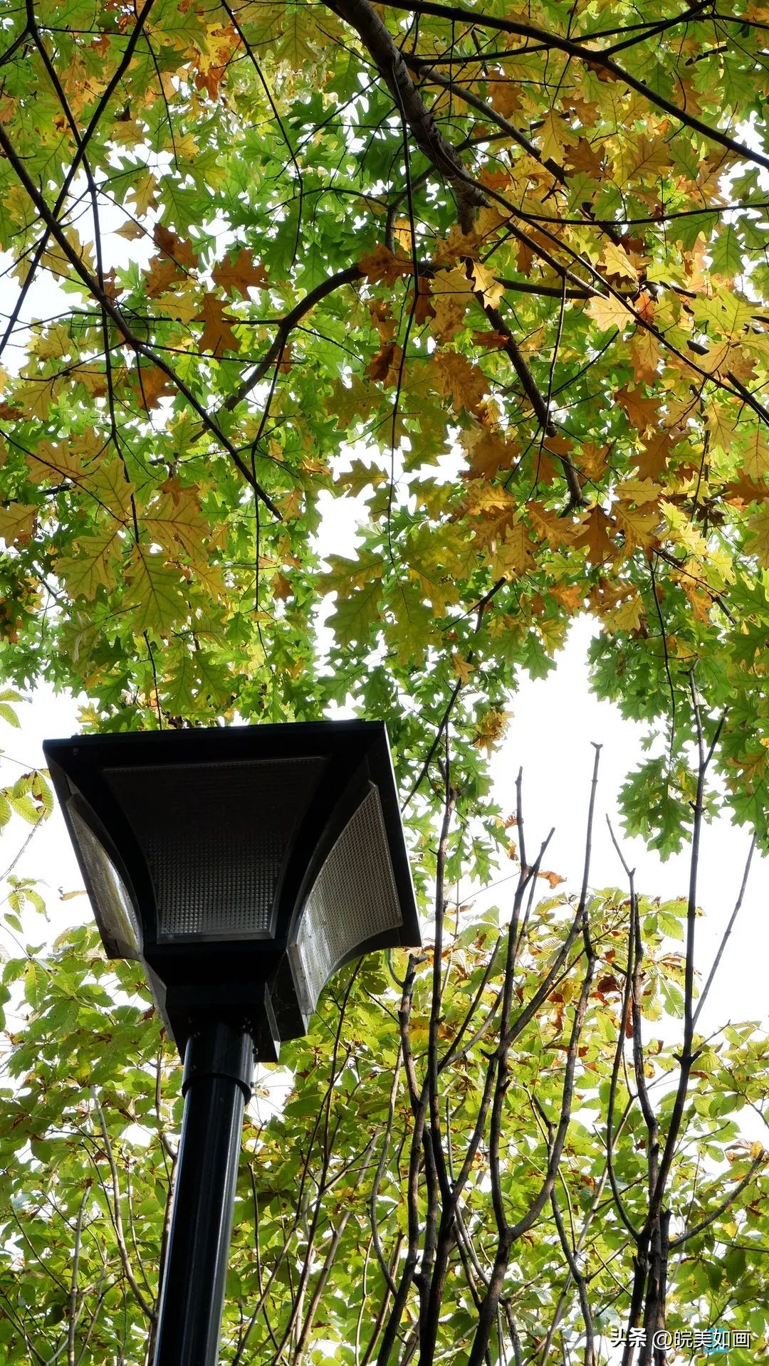 安徽大学好看的风景,高校最美秋景