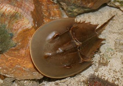 稻田惊现不明生物行动诡异,大山深处不明生物真相大揭秘