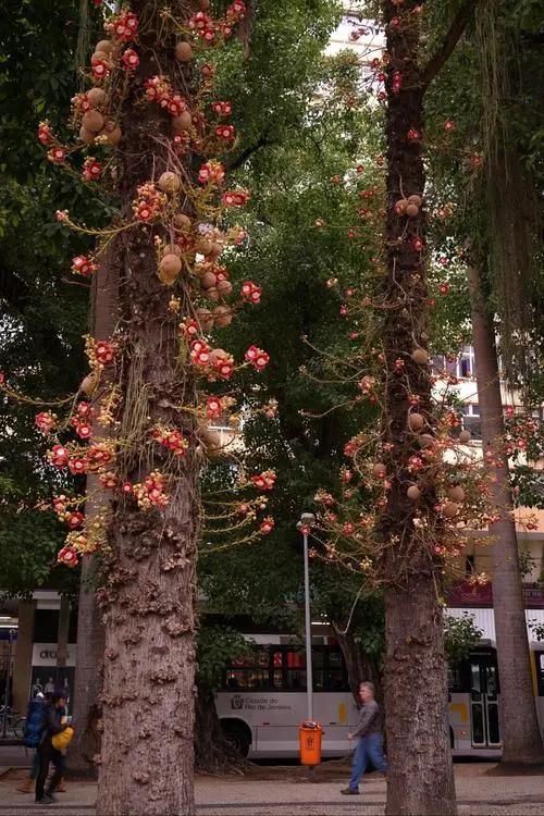 开花植物大全100种,实用分享30款小型开花树种介绍