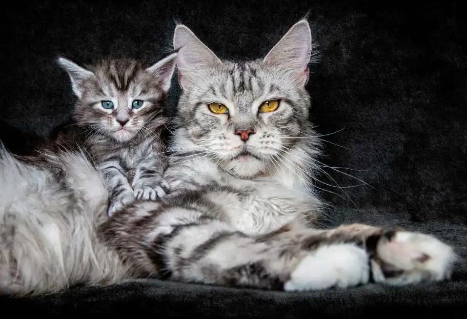 怕热的猫咪,哪个猫咪最怕热