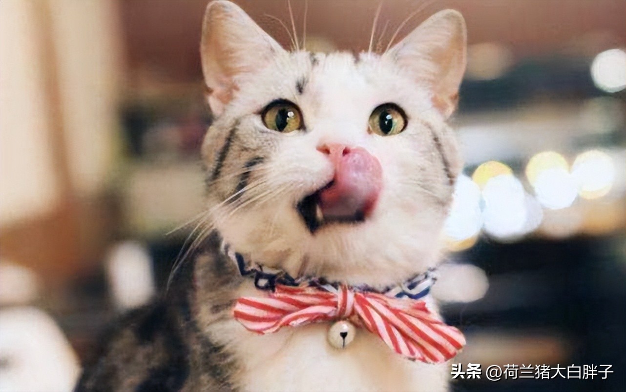 怎么看猫咪的冷知识和热搜,猫咪味觉如何这些冷知识你知道吗