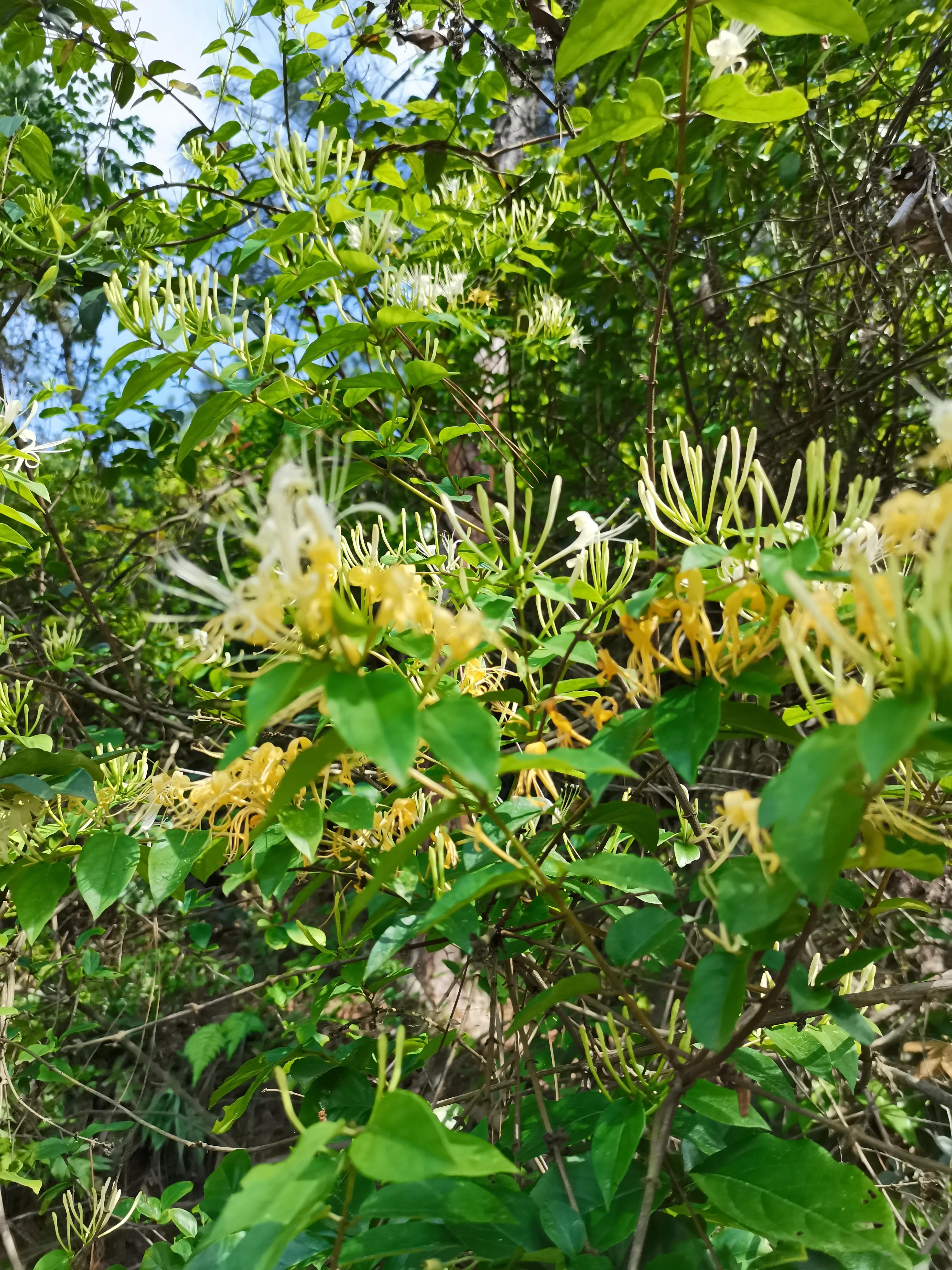 中药里的人体器官,忍冬中药功效