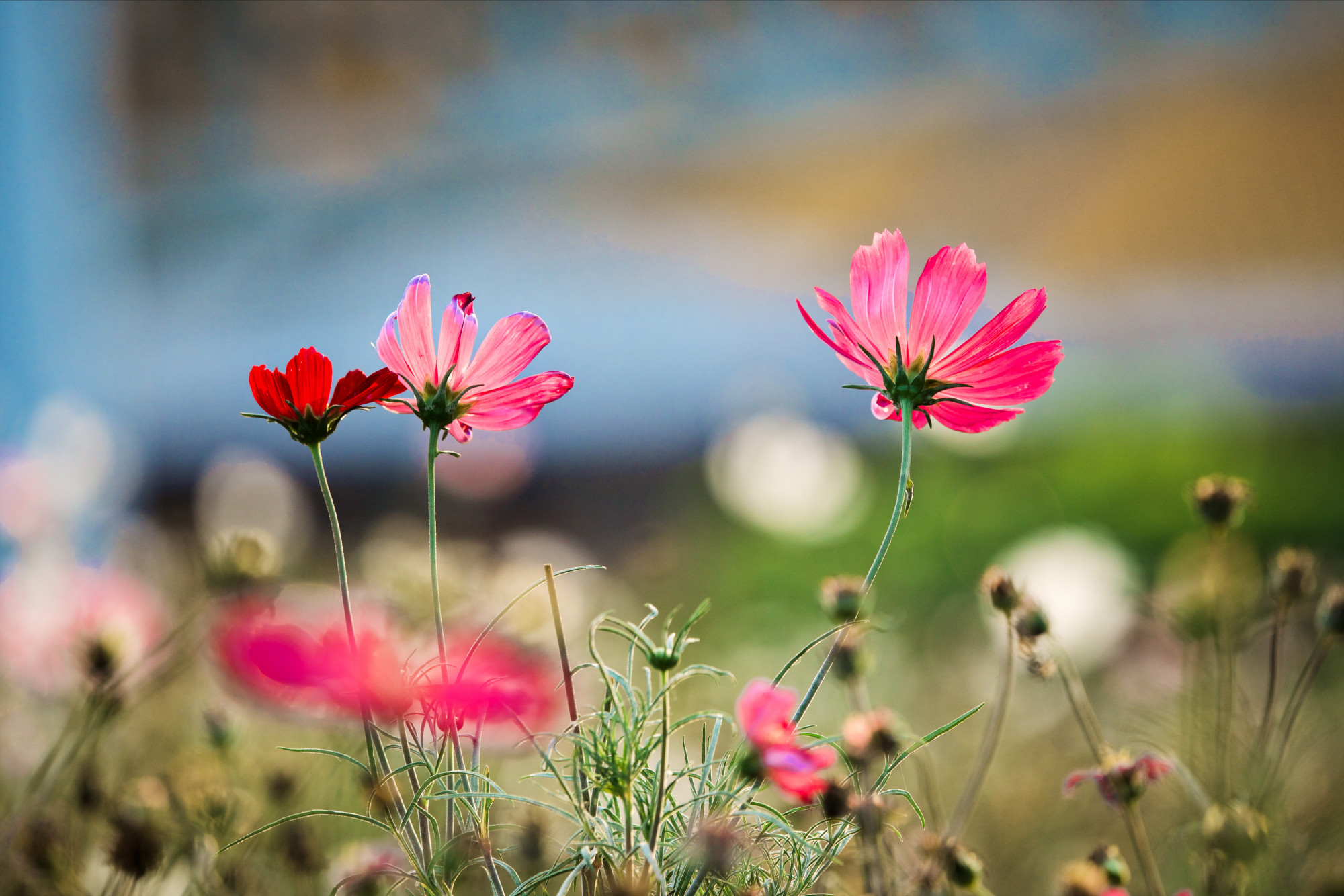 相机拍照对焦模糊怎么解决,相机对焦快照片是不是不容易模糊