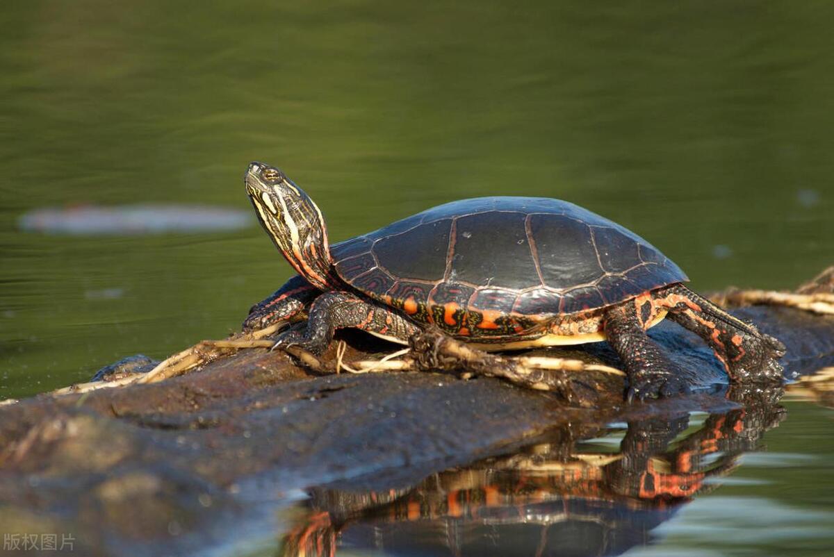 养乌龟新手入门养什么龟比较好,养乌龟多大的龟缸合适