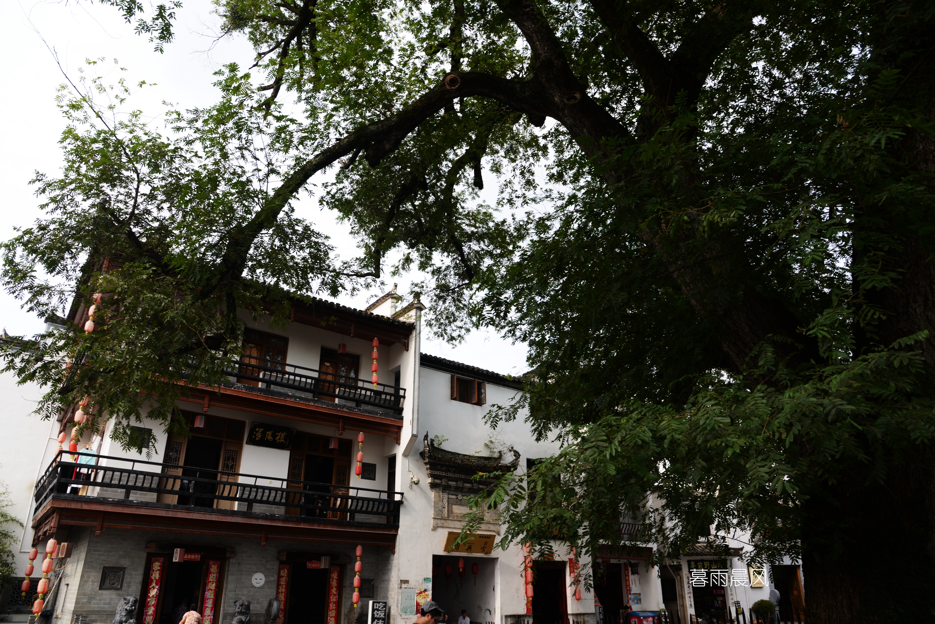 2014年黄山游,2014黄山银毫