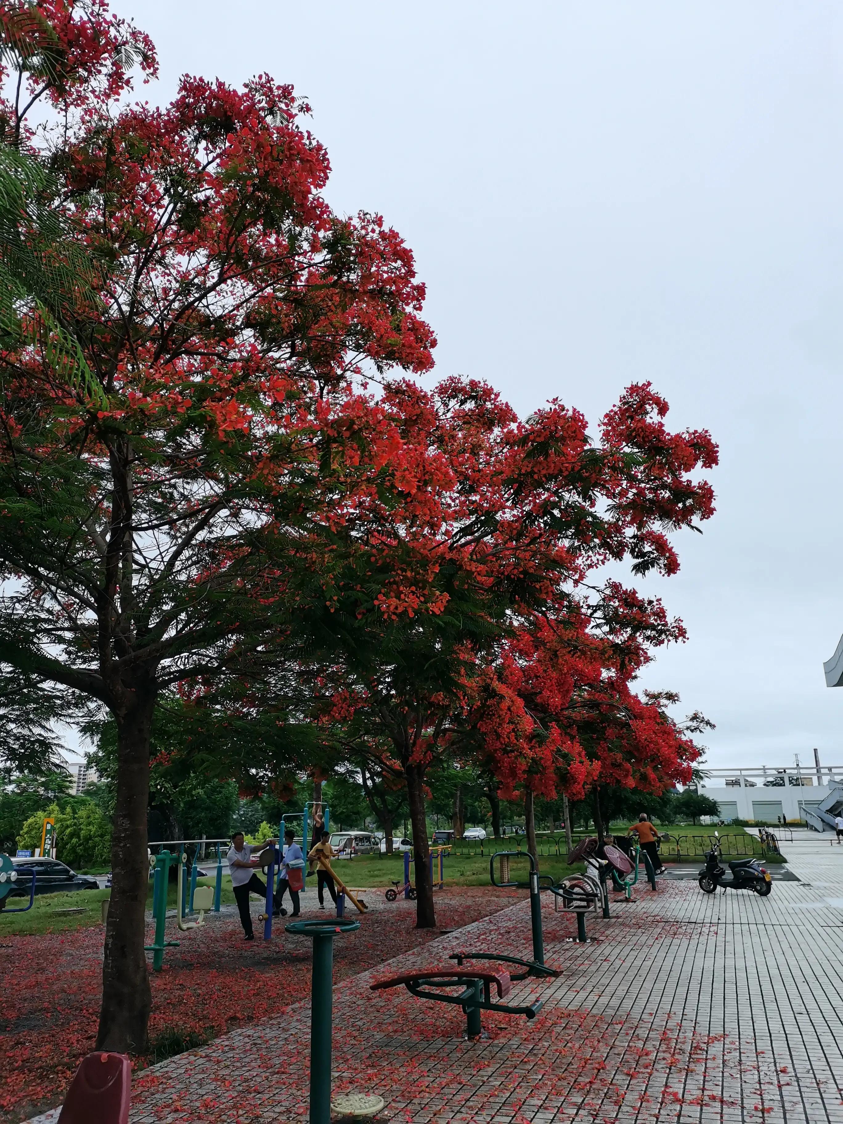 凤凰花开树树红，民小迎检步步实--记民族小学“国测”准备工作