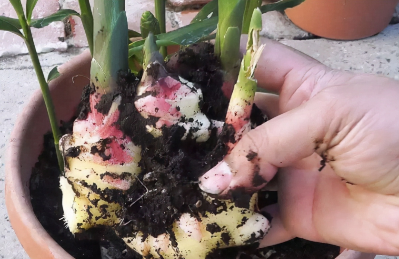 家庭盆栽生姜的种植方法,盆栽生姜种植时间和步骤